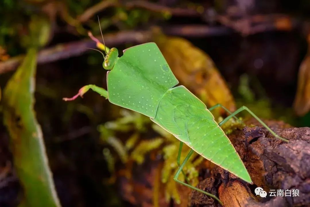 学校突然出现诡异的虫子,女生宿舍惊现不明虫
