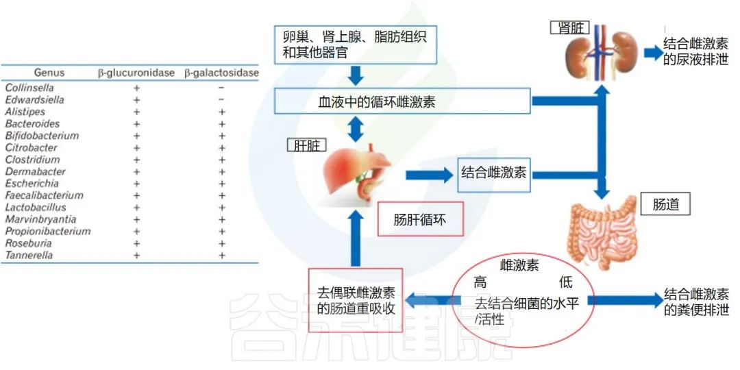 肠道菌群、性激素与疾病：探索它们的交互作用