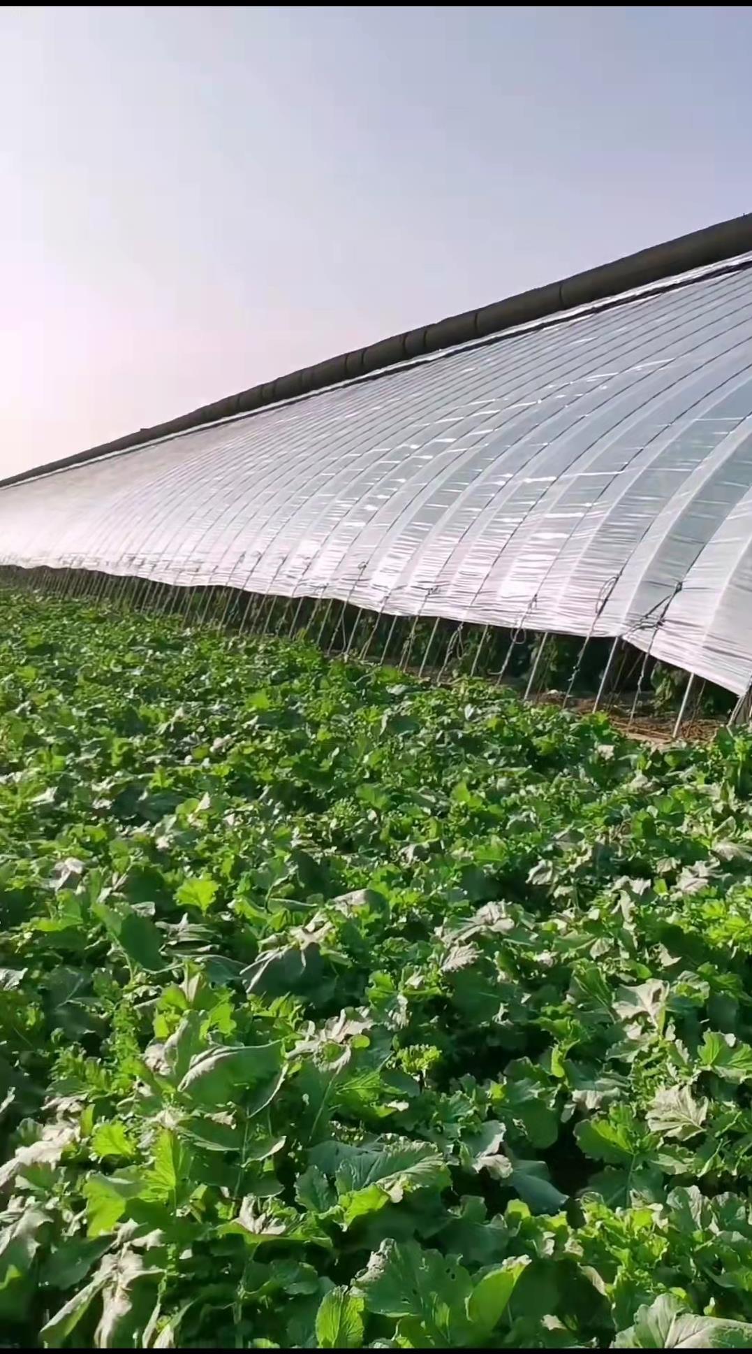 600米长大棚占地7亩猜一年挣多少钱？大叔运蔬菜棚内开火车，啥样
