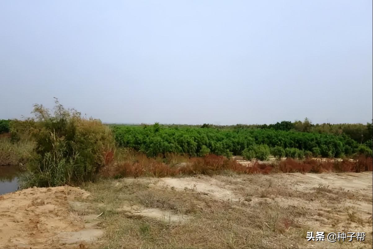 田菁是树还是草北方可以生长吗,田菁草本植物