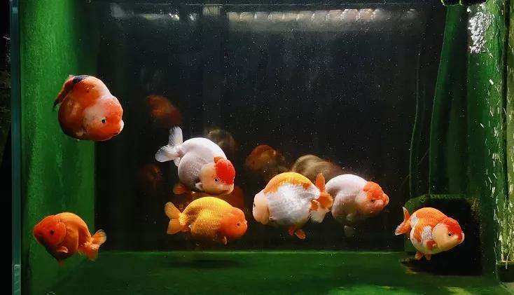 兰寿金鱼如何养头大,兰寿金鱼栽头了怎么处理