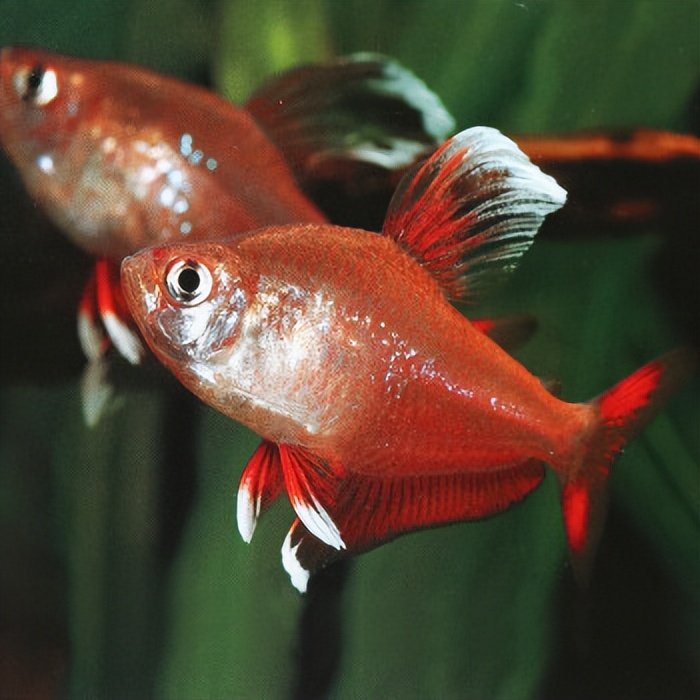 热带鱼科普介绍,热带鱼和猪太白认识吗