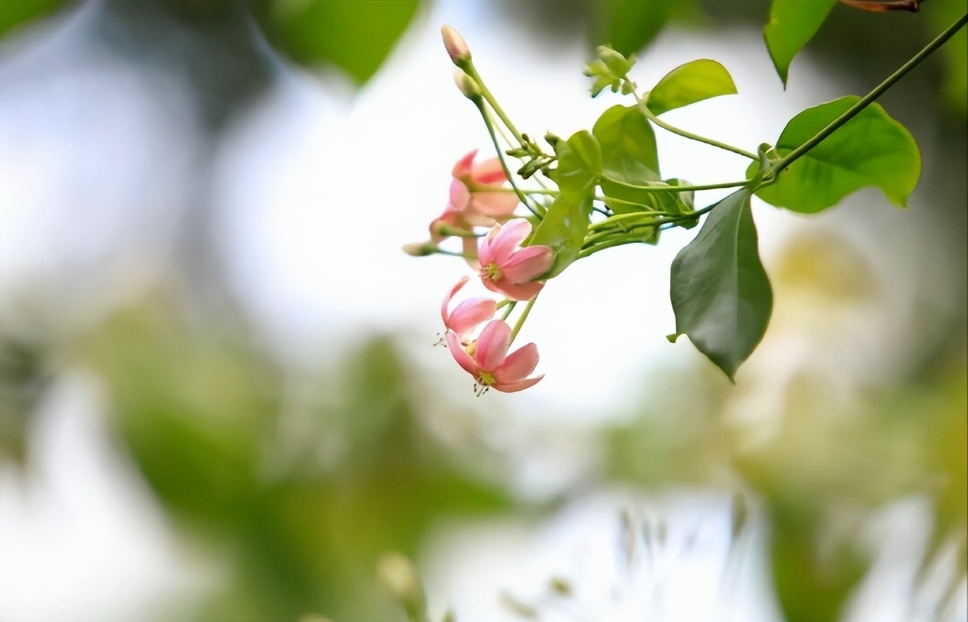 女生称呼情哥哥什么意思,女人对男人称呼她哥哥什么意思