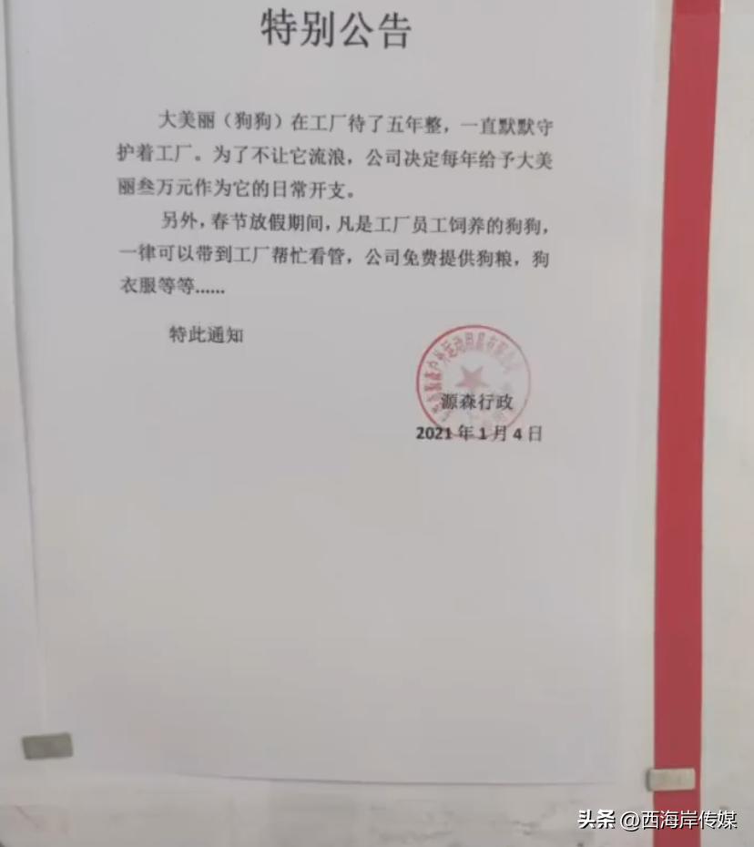 土狗月薪3000,小土狗打工