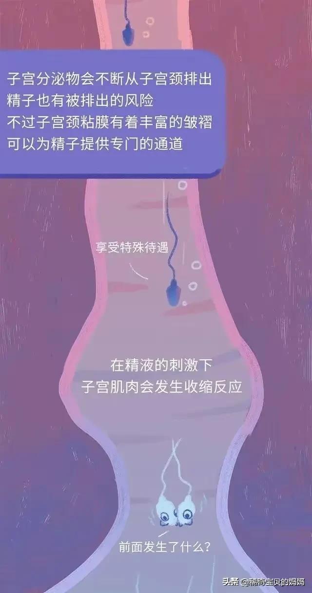 精子进入女生体内的24小时，都发生了些什么？励志漫画