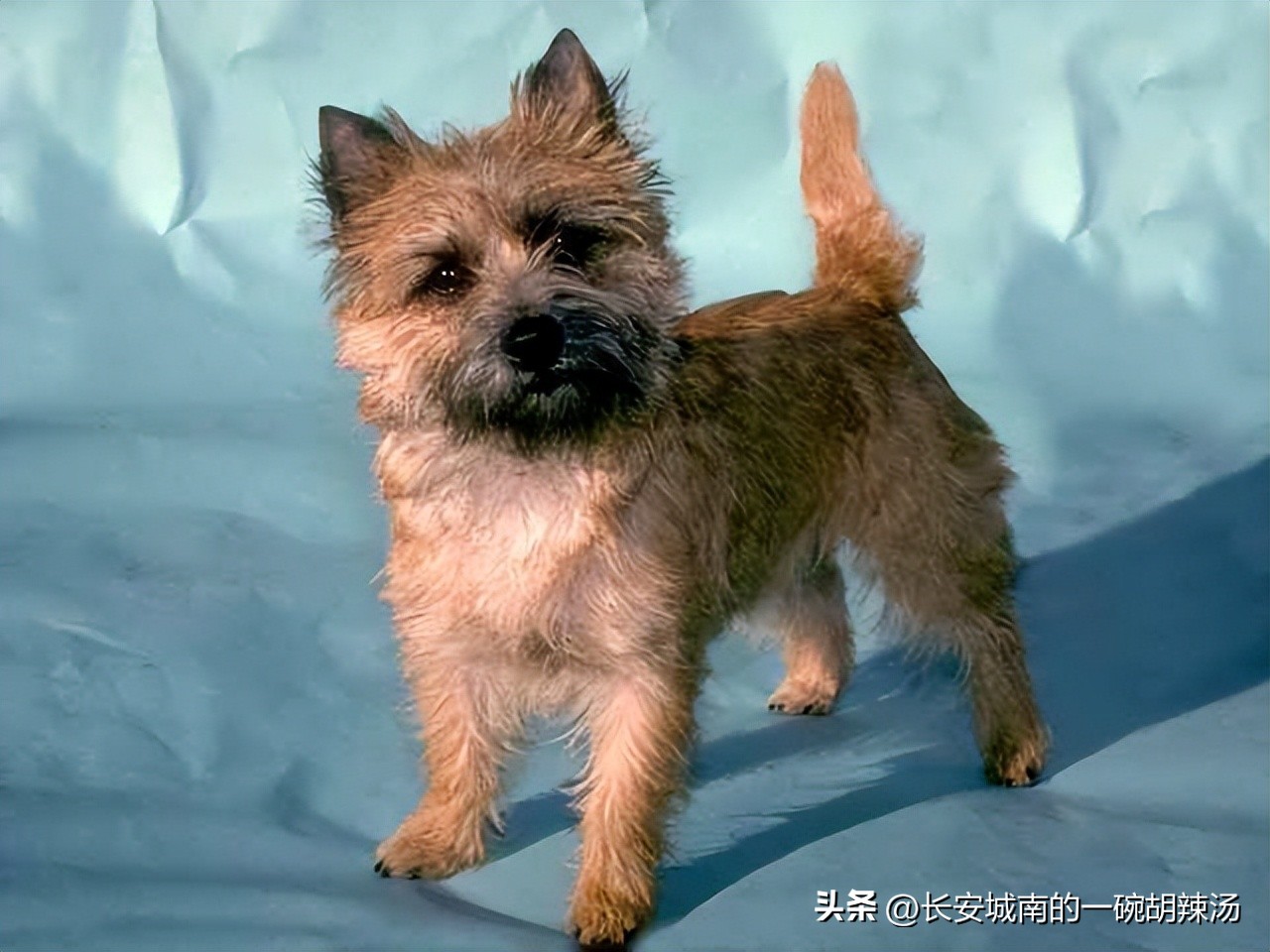 世界名犬大赛全程视频,西藏有哪些世界名犬