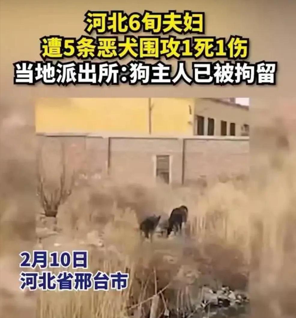 回顾贵州老人山上晨练，被杜高犬一路跟随，最终被2只杜高犬撕碎