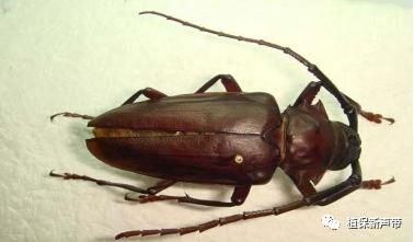 蛀干害虫为害症状识别,什么是蛀干害虫