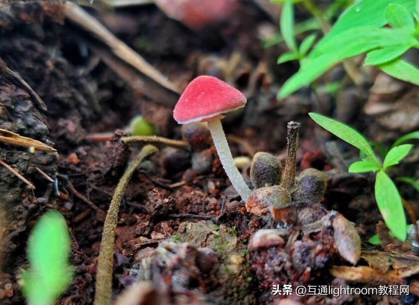 微距拍摄最好的手机,苹果手机怎么微距拍摄