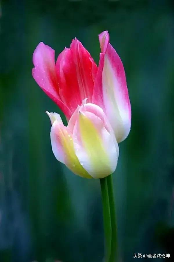 绝美郁金香花图片,绝美郁金香图片大片