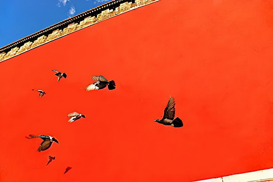 鐧鹃笩楦ｆ槬楂樻竻鍥剧墖,鐧鹃笩楦ｆ槬椋庢櫙瑙嗛