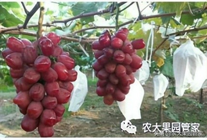 优质果树苗木品种介绍,最好的新品种苹果苗木