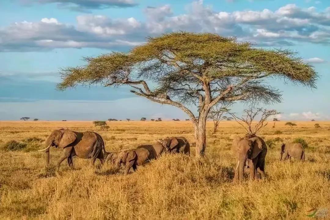 世界杯中的黑马,世界杯最大黑马摩洛哥