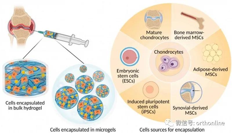 林剑浩：2021年骨科再生领域基础研究进展