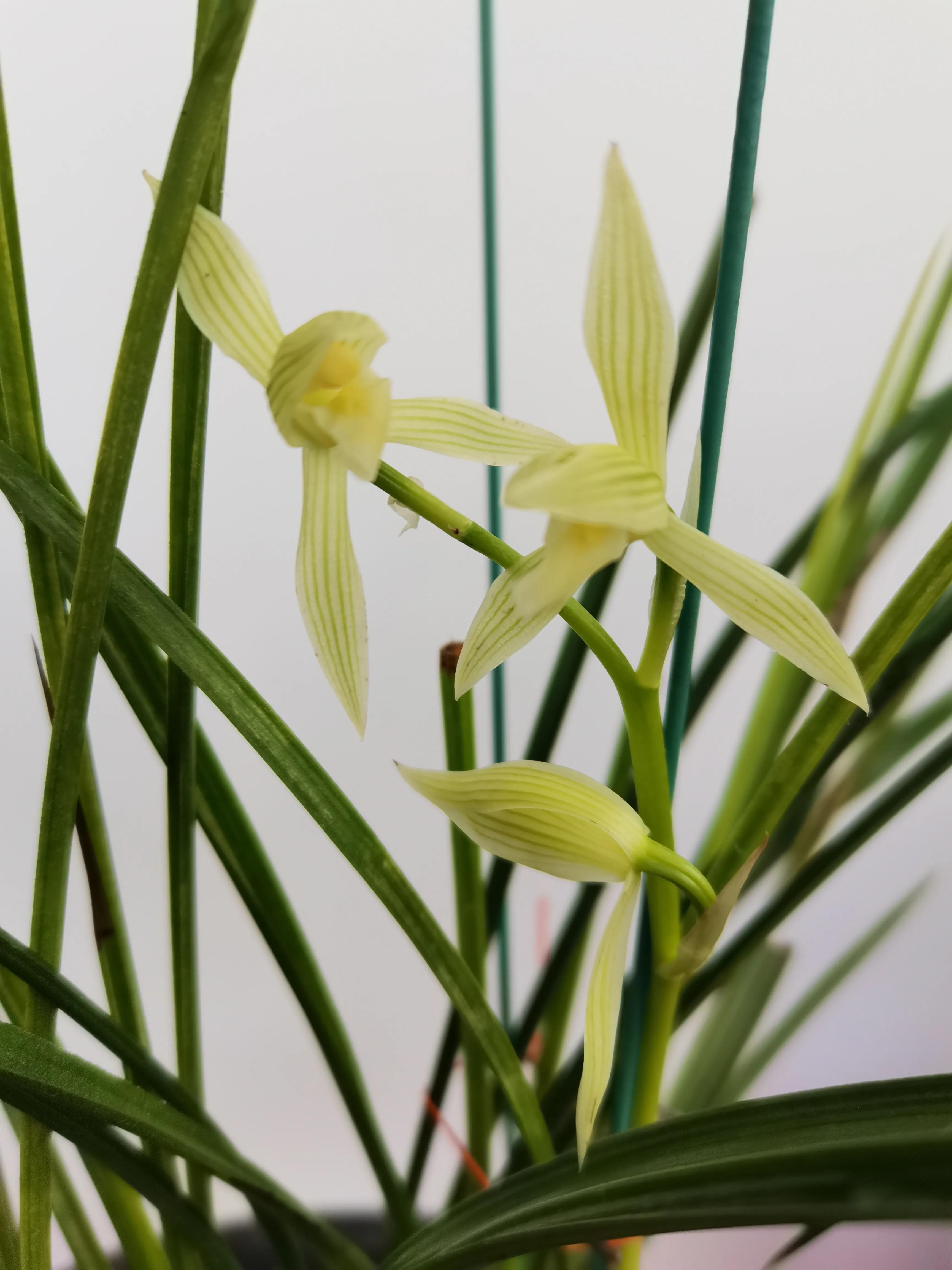 云南小雪素哪里的质量最好,云南兰花小雪素