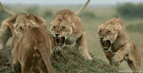 老虎和狮子晚年,狮子和老虎成年期一样吗