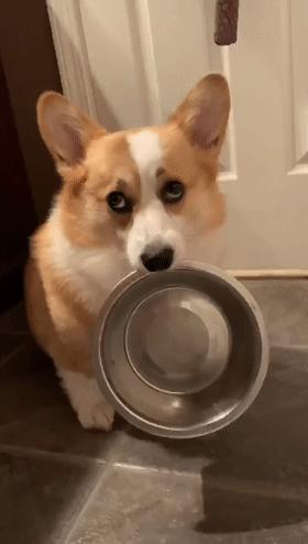 狗狗肚子饿的咕噜咕噜叫不吃,柯基狗狗肚子饿的表现