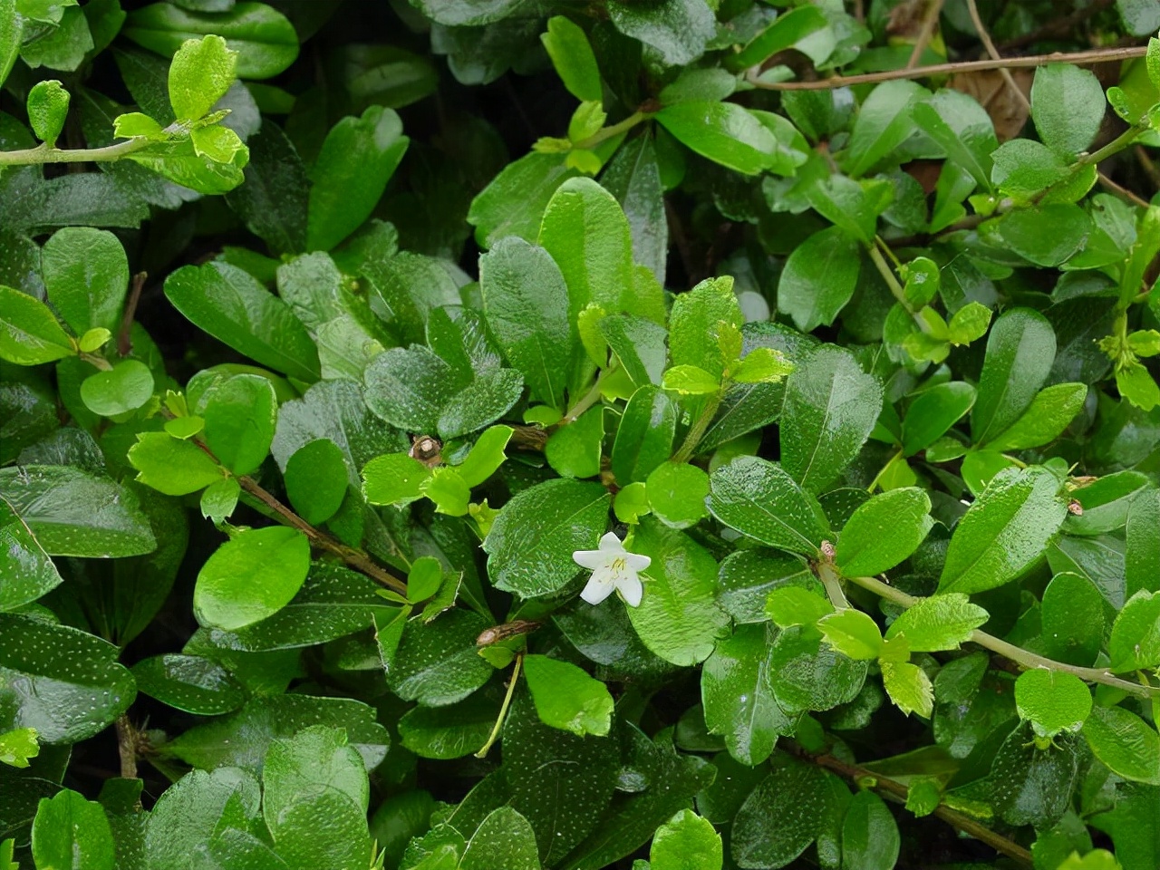 公园路边植物图片,路边的小植物有哪些