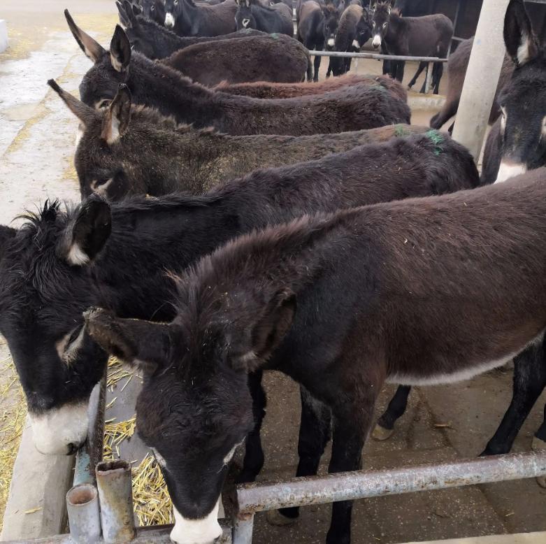 肉驴养殖方法和时间和技巧,肉驴养殖注意事项有哪些