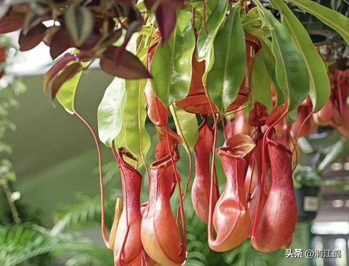 又好看又便宜的食虫植物,有什么推荐的食虫植物