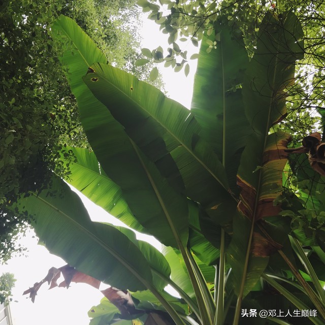 美国到底打赢了恐怖组织吗,美国什么时候认定基地是恐怖组织