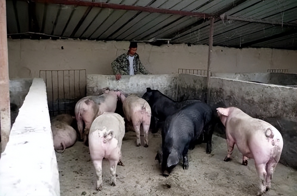 饲料中霉菌毒素对猪有什么危害,饲料毒素对猪的危害