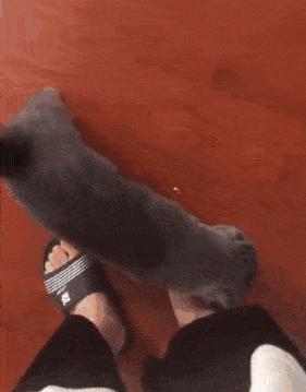 猫胀气放屁原因有哪些,猫咪肚子胀气一直放屁