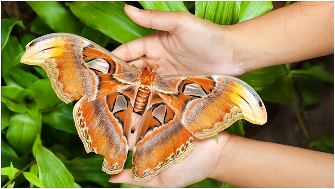 世界上最大的飞蛾,世界上最大的飞蛾是什么飞蛾