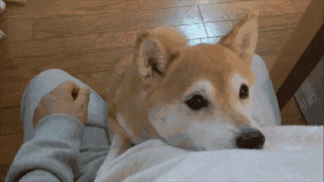 天啊！狗原来会跟自己的“母亲”，发生交配