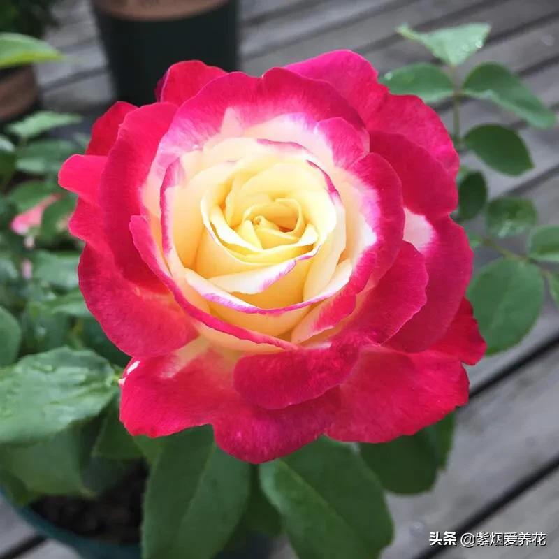 哪些月季仙气十足,又美又香的月季品种