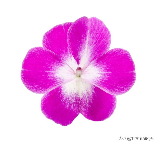 凤仙花指甲笔官方旗舰店,凤仙花歌曲