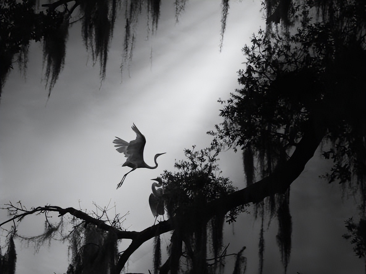 锡耶纳2023摄影大赛作品,2020锡耶纳国际摄影大奖作品