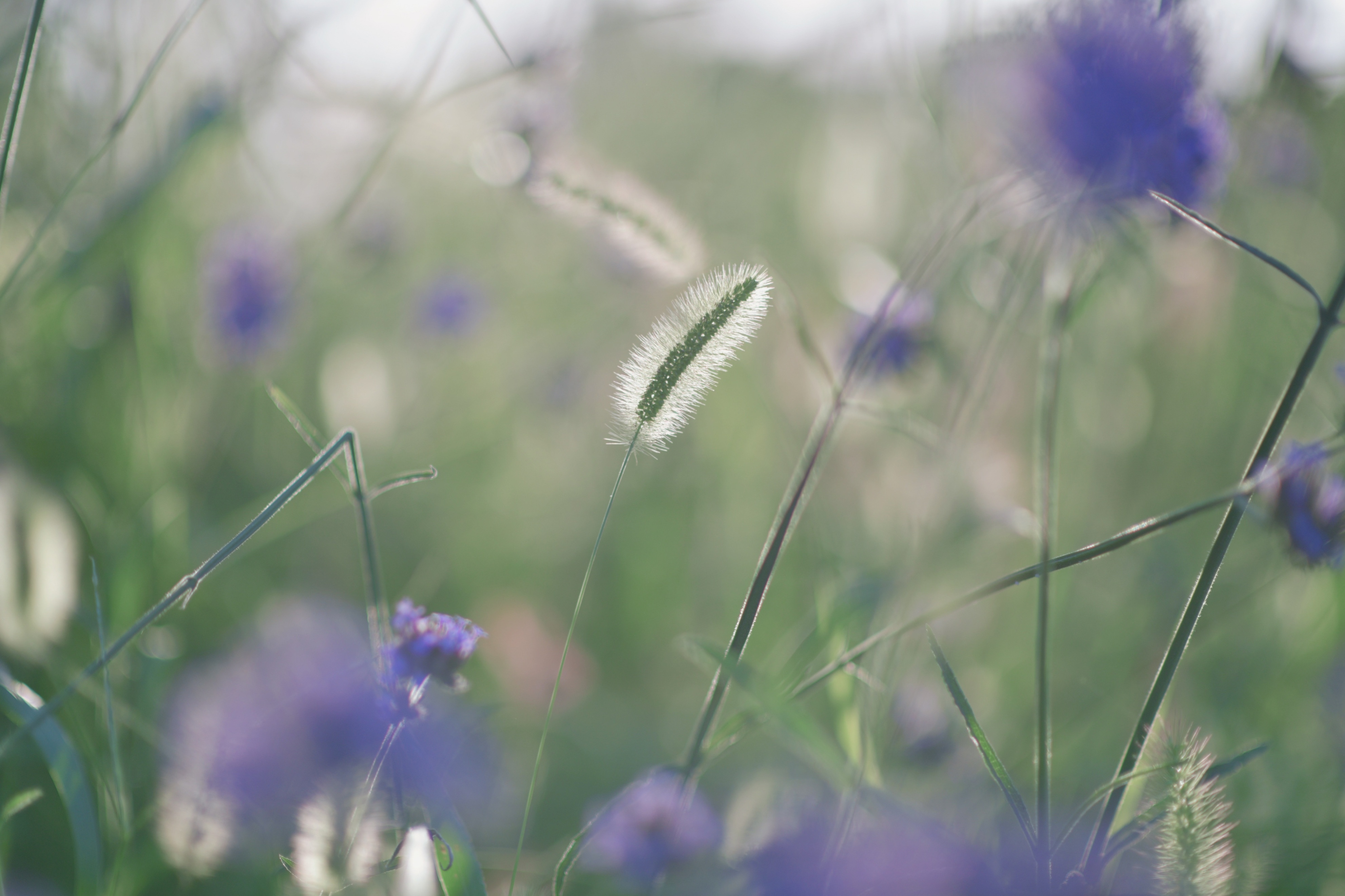 重庆市赏花胜地游玩线路,重庆渝北周边赏花地点推荐