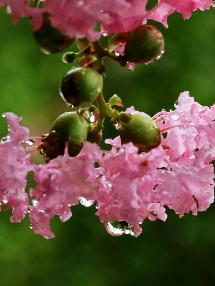 咏秋天（07）马致远《天净沙·秋思》：“曲状元”与“秋思之祖”