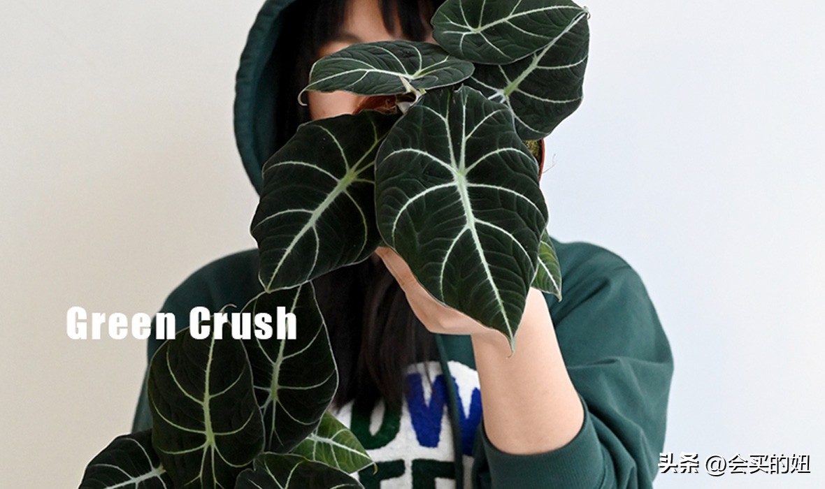 好看的绿植店铺推荐,招财又好养的店铺绿植