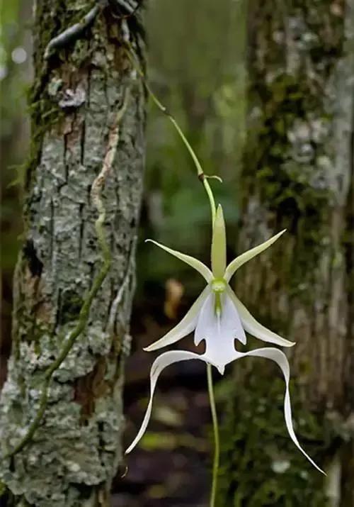 十种最有名的兰花图片,最美的100种兰花图片