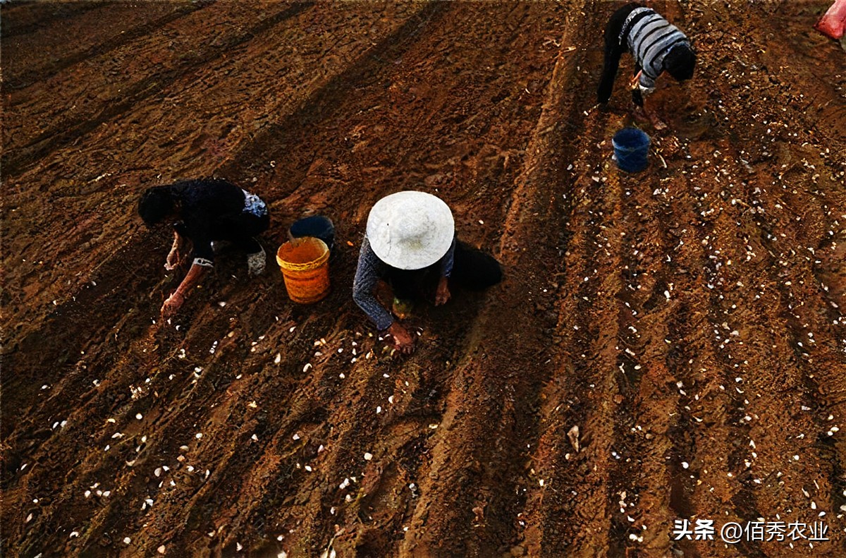 大蒜除草药早上打好还是下午打好,大蒜播种后出芽能喷施除草剂吗