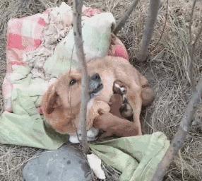 狗狗大便里有白色长条的虫怎么办,狗狗肚子有虫的症状表现