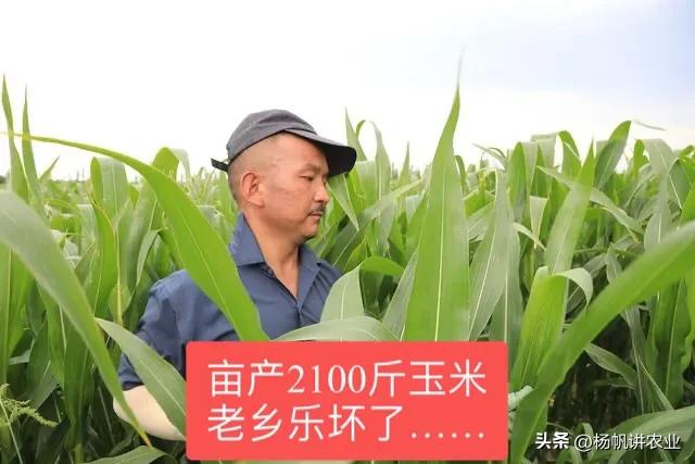 一般亩产1700斤以上,亩产2000斤是什么品种