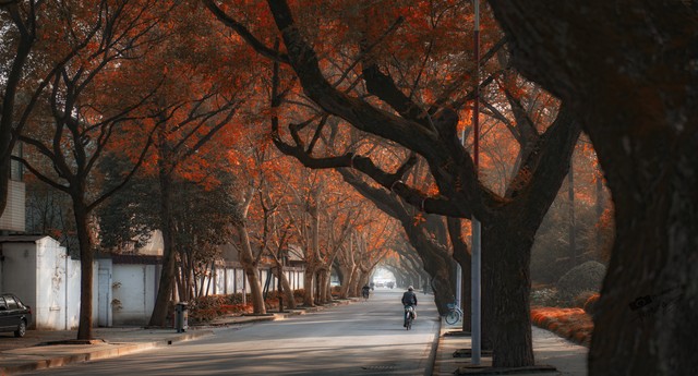 男人送你黄色玫瑰是啥含义,黄色玫瑰代表什么含义