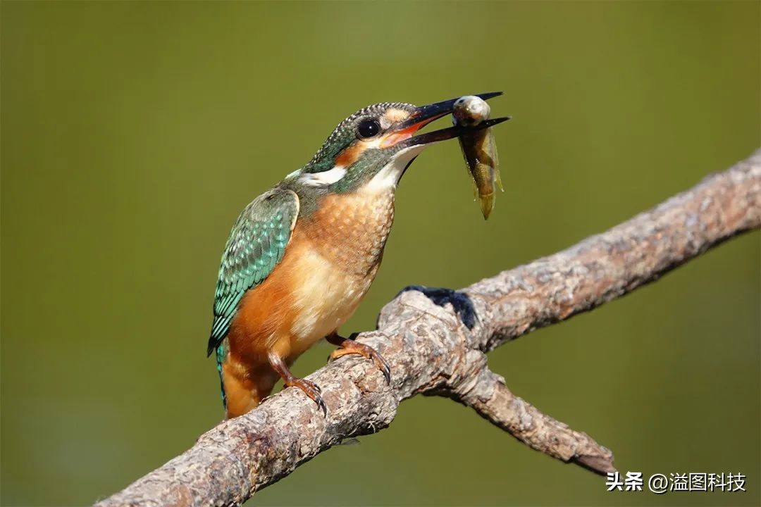 黑卡卡片相机推荐,值得入手的几款卡片相机