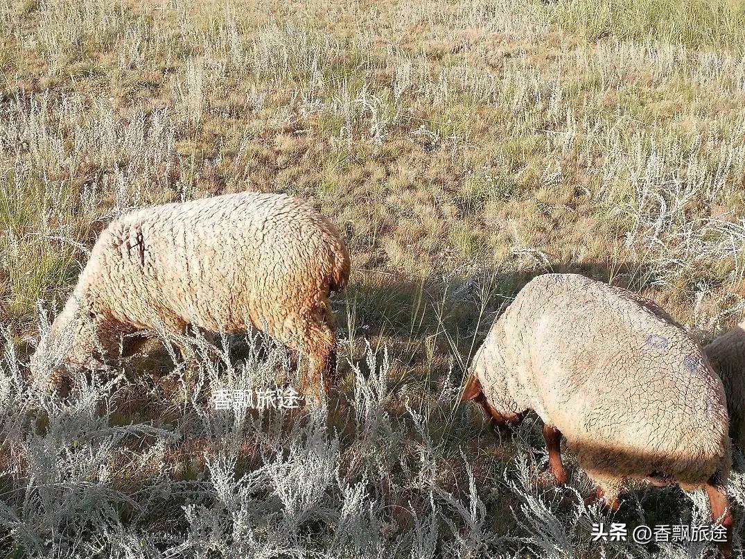 新疆伊犁州江布拉克,新疆奇台江布拉克