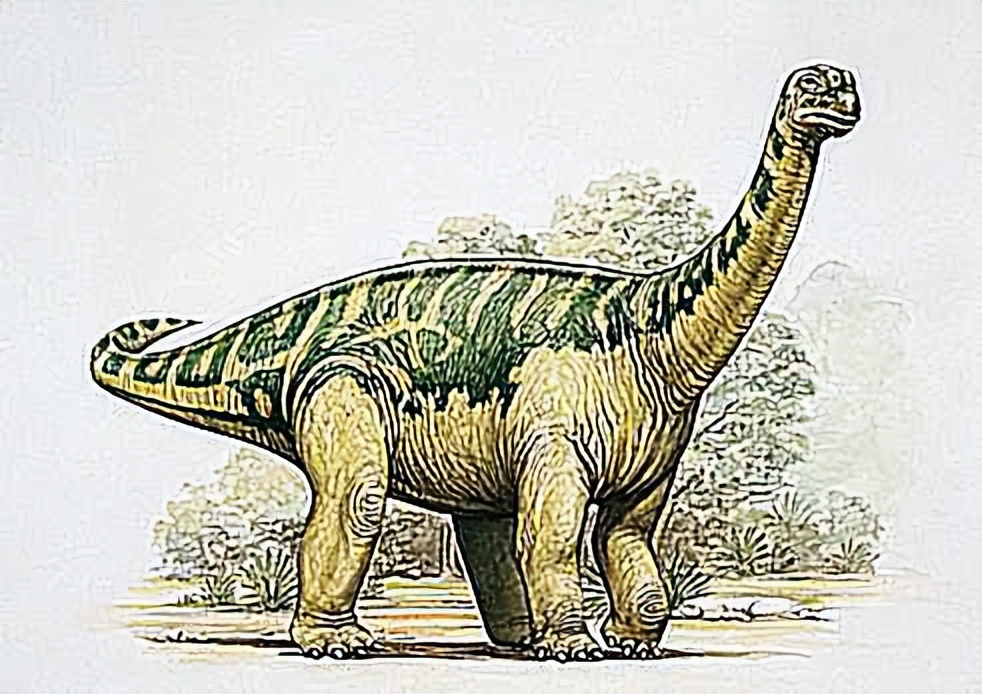 恐龙时代泰坦巨龙与雷龙,泰坦巨龙恐龙化石