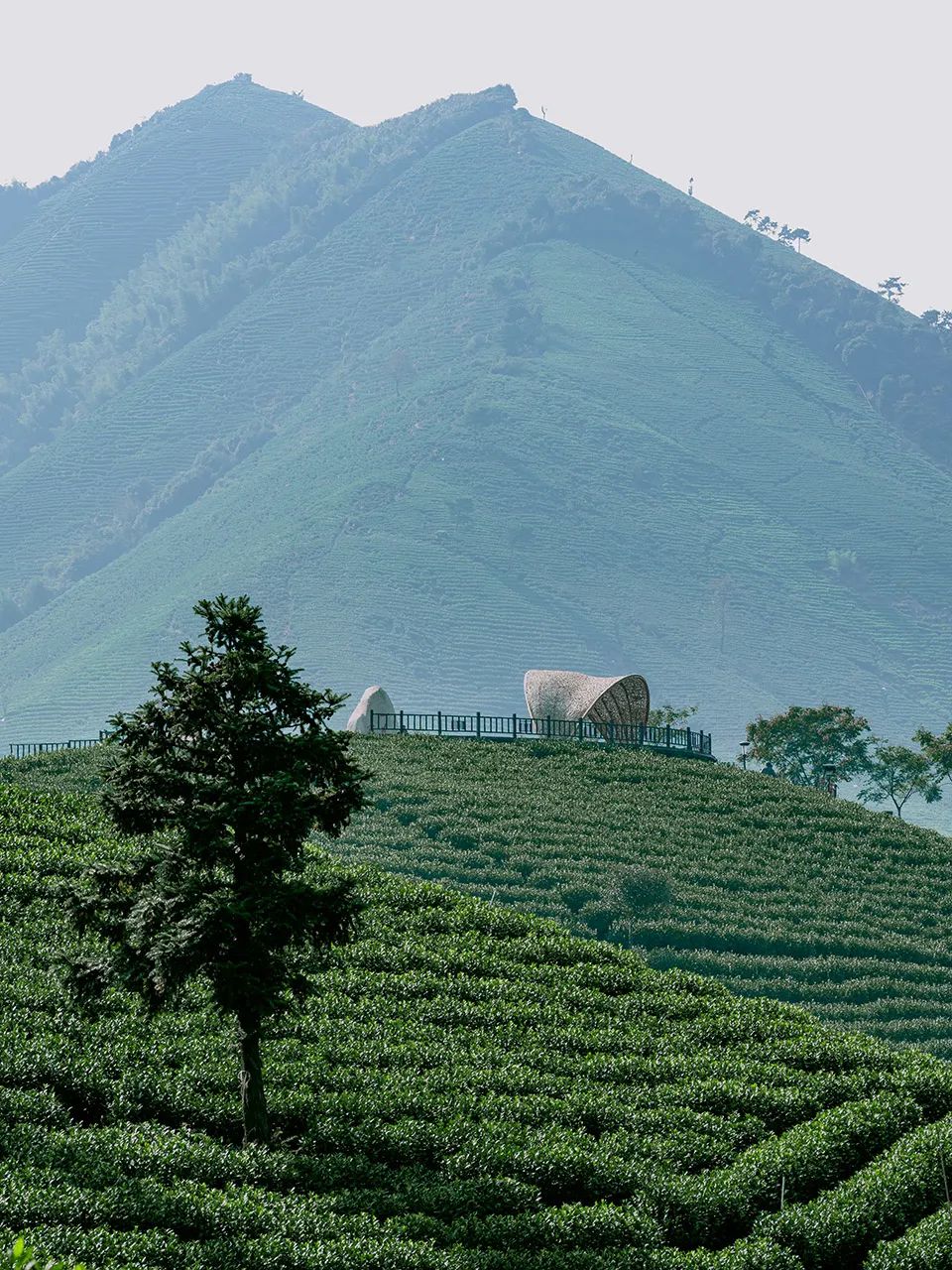 中国茶申遗成功吗,中国茶申遗成功44项名单