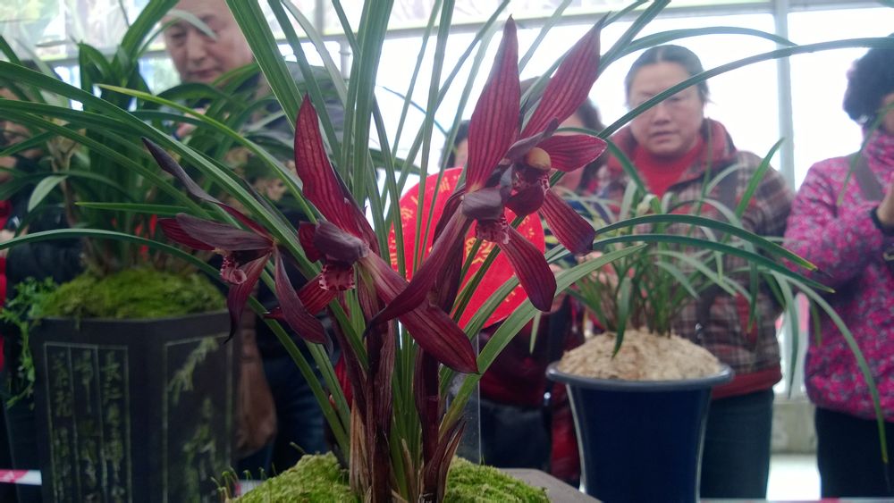 七年前，他家里的一棵春兰边艺开出极品红荷，大佬出275万收购