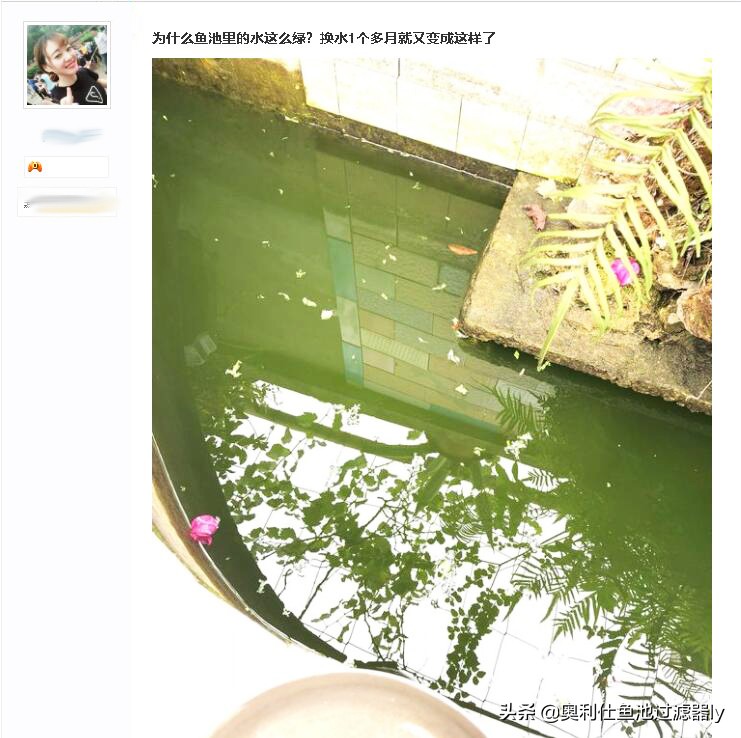 锦鲤鱼池多久换一次水,锦鲤水浑浊绿