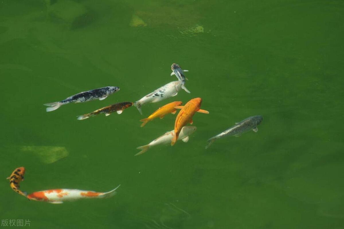 金鱼缸水变绿怎么办,鱼缸水变绿养花好吗