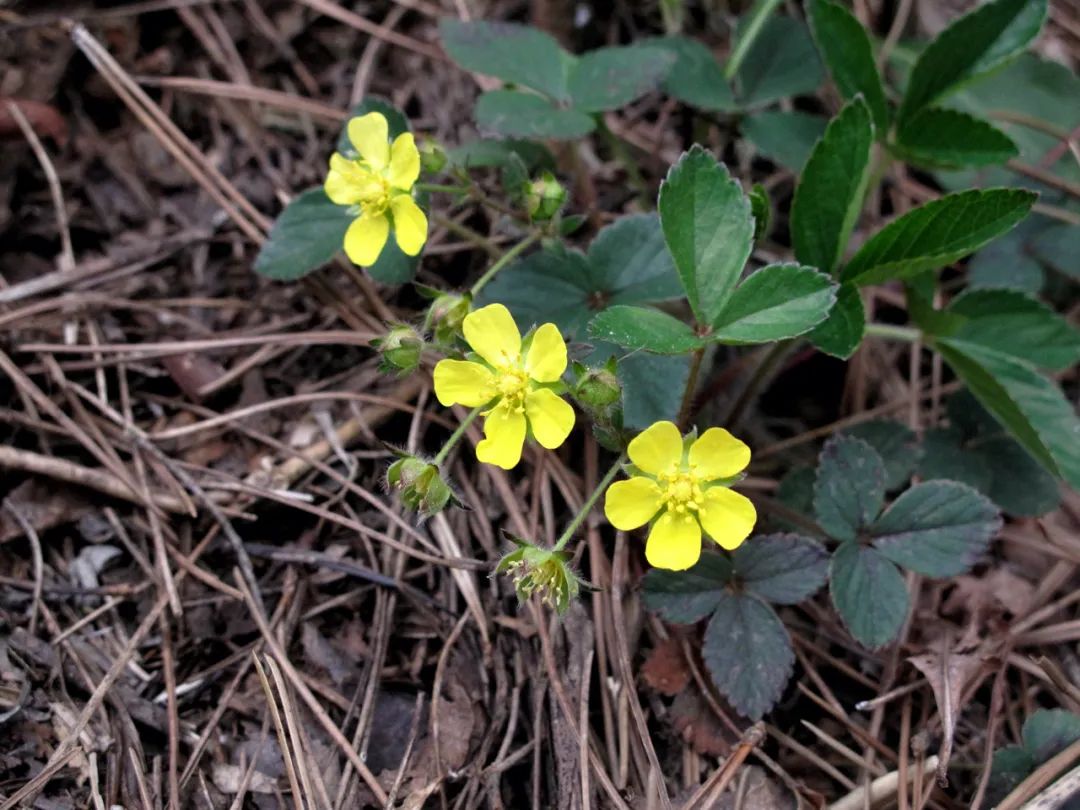 四明山华顶杜鹃,浙东华顶杜鹃群落