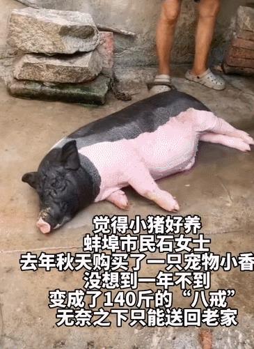 女子网购泰国小香猪，一年后发现有些不对：这是上当了呀
