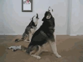 母狗为了保护幼崽视频,母爱如山为了孩子可以付出多少